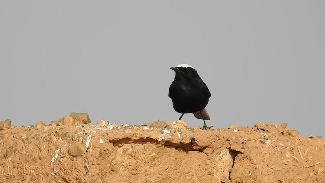 White-crowned Wheatear - ML561549631