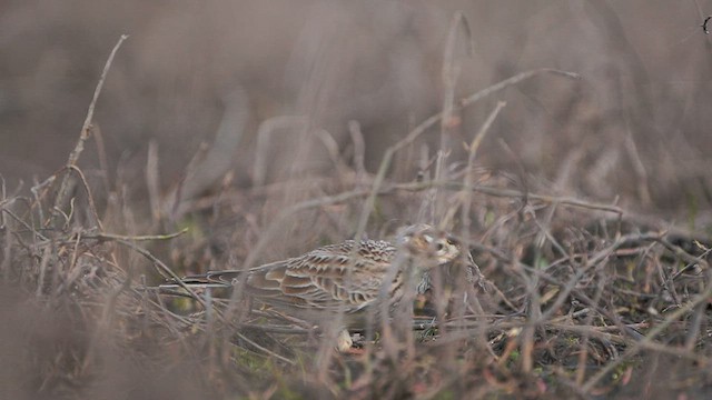 Eurasian Skylark - ML561549691