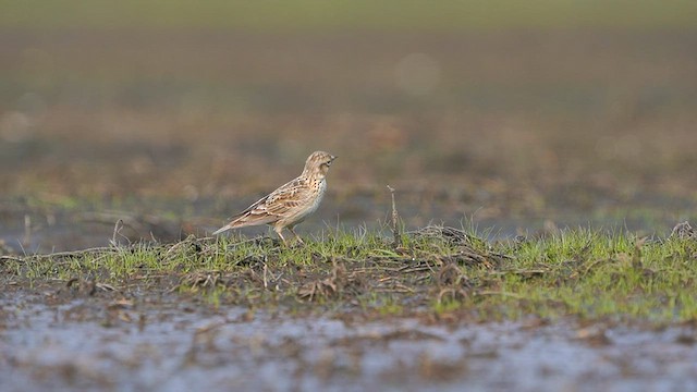 Eurasian Skylark - ML561549701