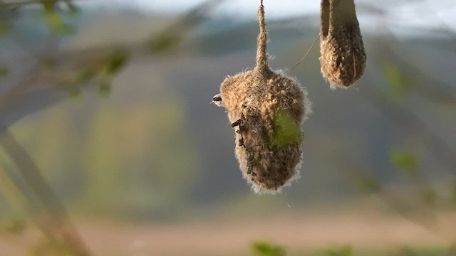 Eurasian Penduline-Tit - ML561549781