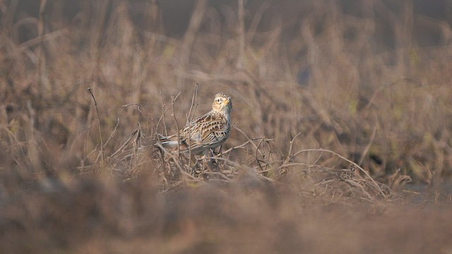 Eurasian Skylark - ML561549791