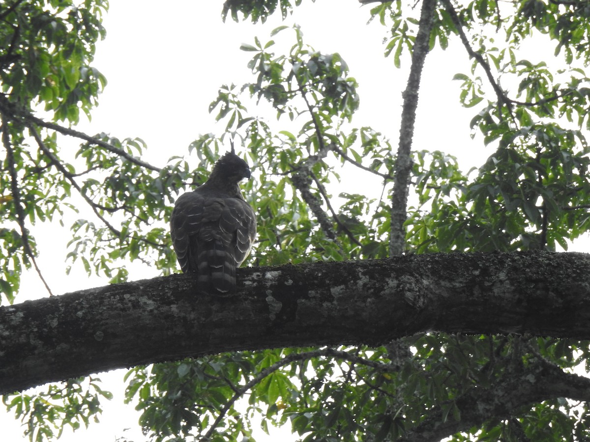 Цейлонский хохлатый орёл - ML561550101