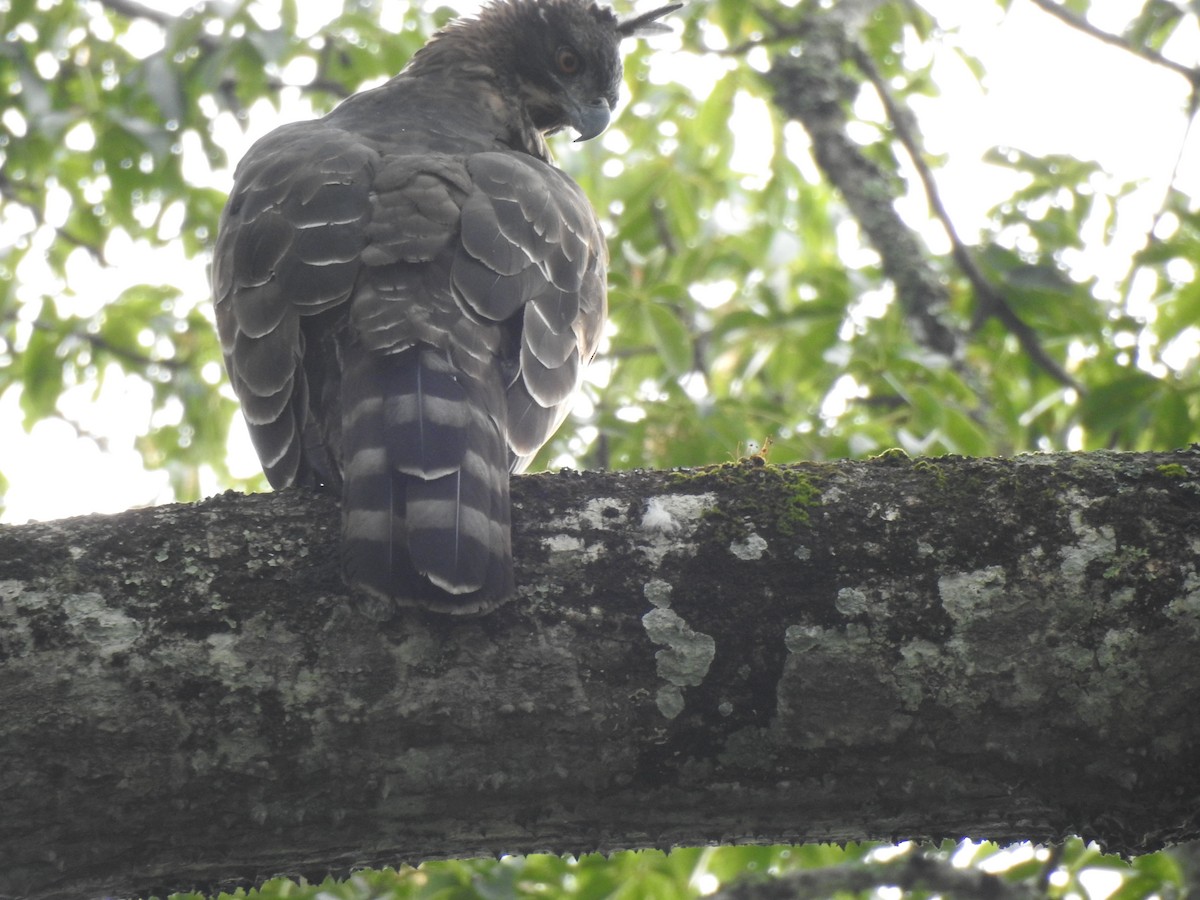 Цейлонский хохлатый орёл - ML561550111
