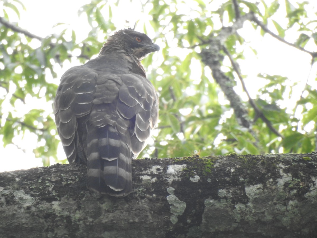 Цейлонский хохлатый орёл - ML561550121