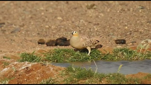 Crowned Sandgrouse - ML561551431