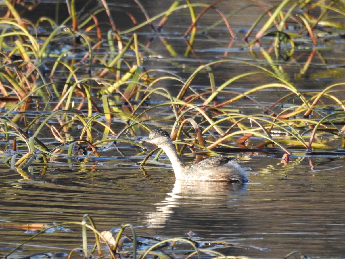 Hoary-headed Grebe - ML561551511