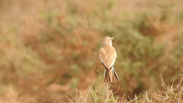 Greater Hoopoe-Lark - ML561552651