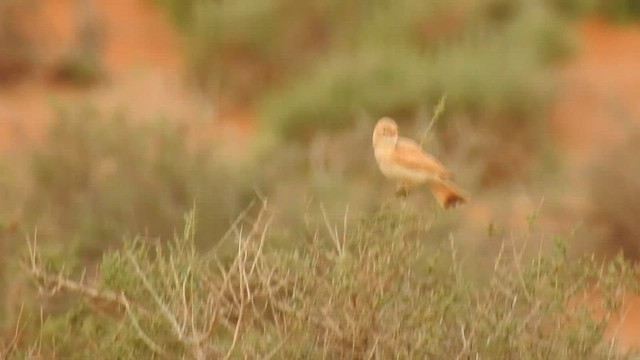 Bar-tailed Lark - ML561552661