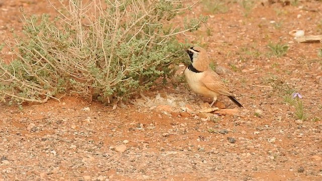 ウスイロハマヒバリ - ML561552721