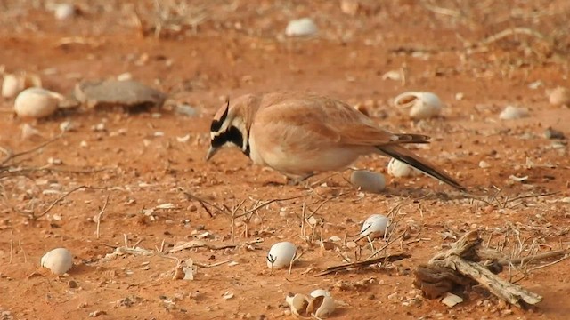 Temminck's Lark - ML561552821