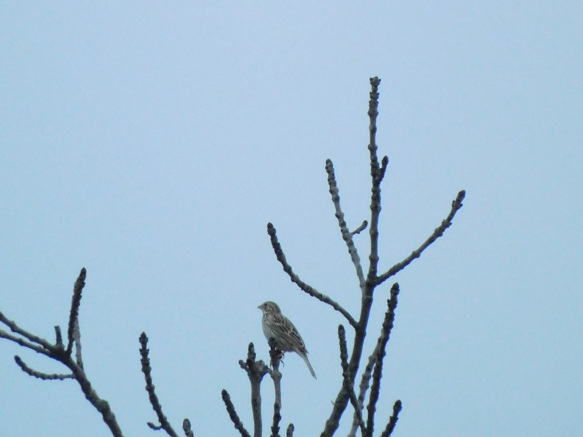 Corn Bunting - ML561552941