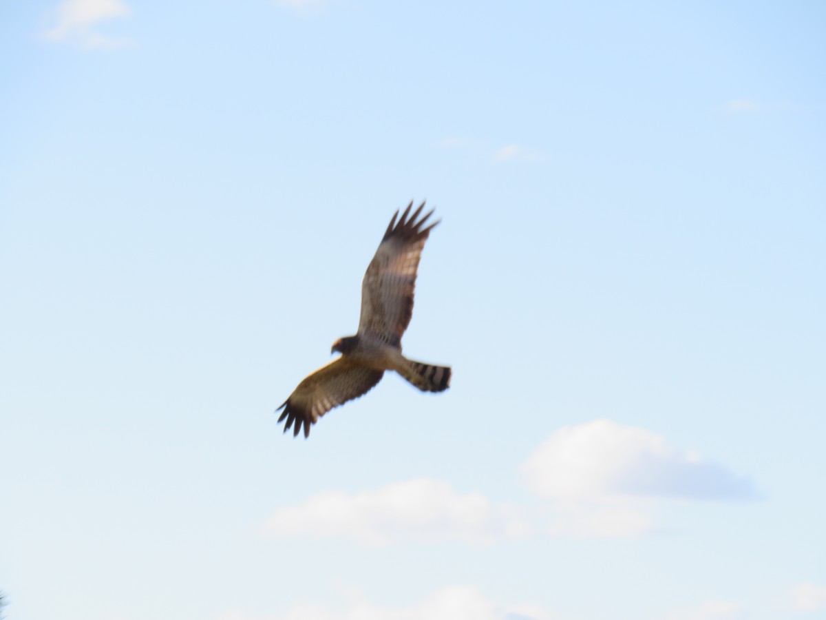 Spotted Harrier - ML561553581