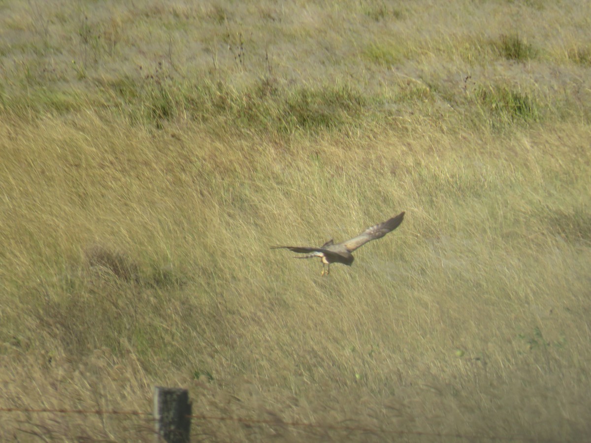 Spotted Harrier - ML561553601