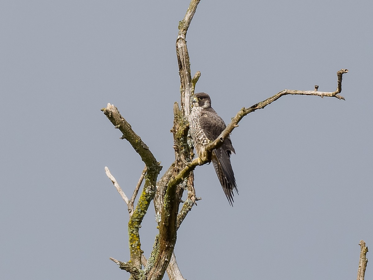 Peregrine Falcon (Peale's) - ML561554301