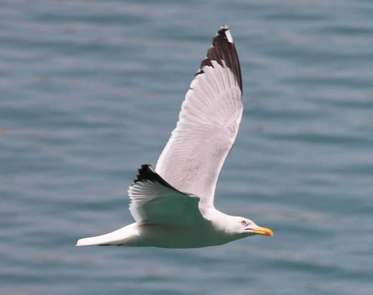 gull sp. - ML561554681