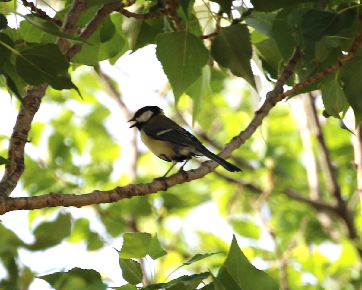 Great Tit - ML561554791