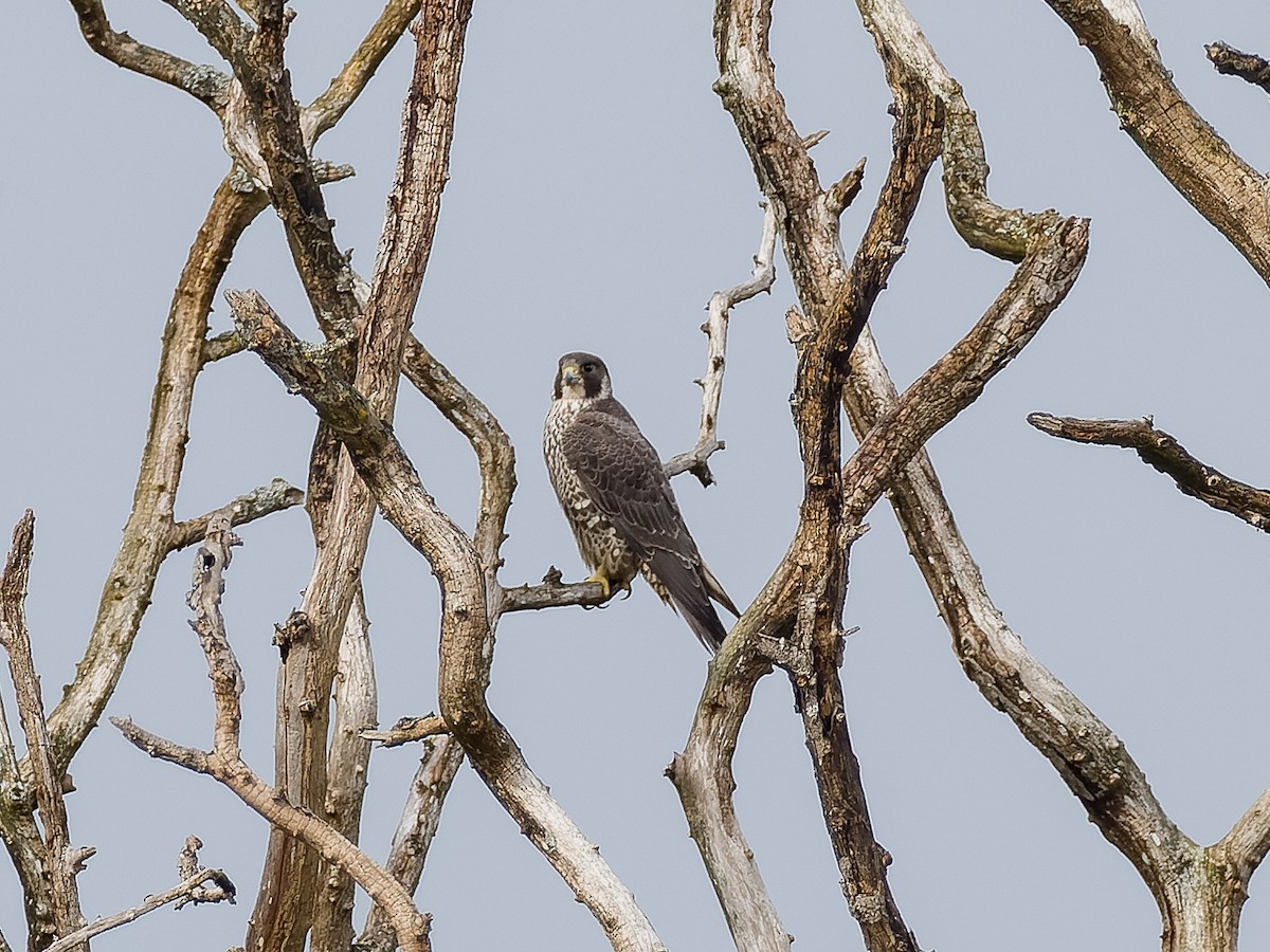 Peregrine Falcon (Peale's) - Peter Kennerley