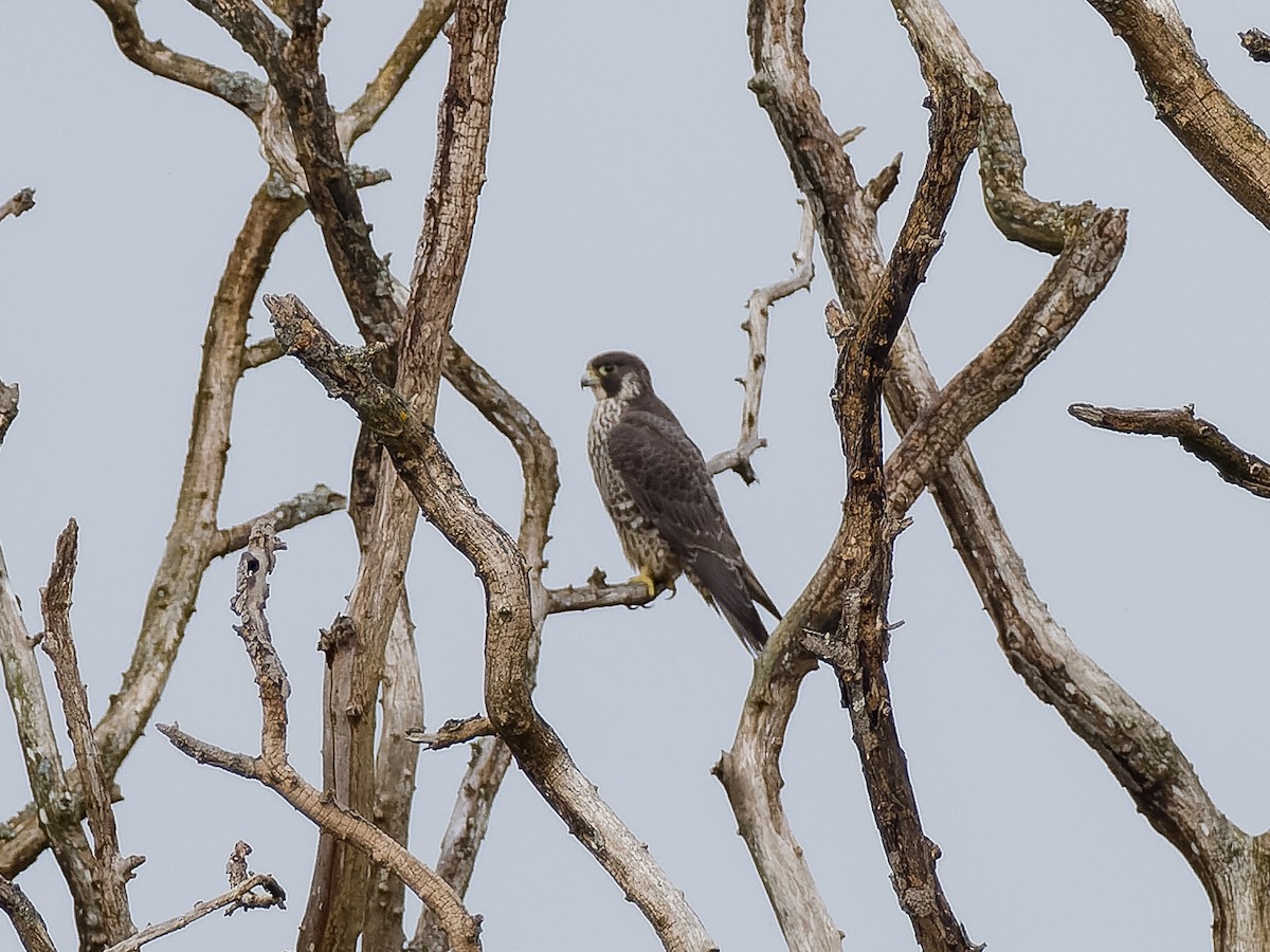 Peregrine Falcon (Peale's) - Peter Kennerley