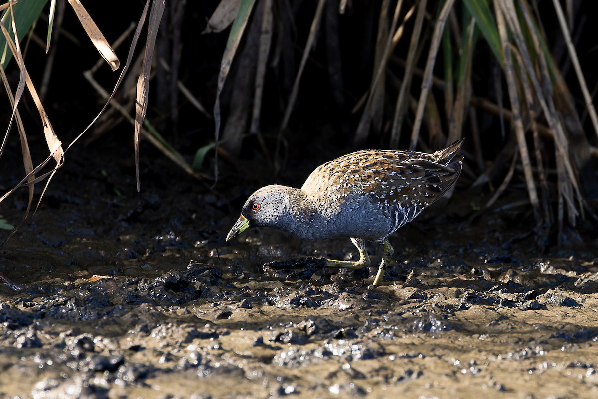 Australian Crake - ML561555321