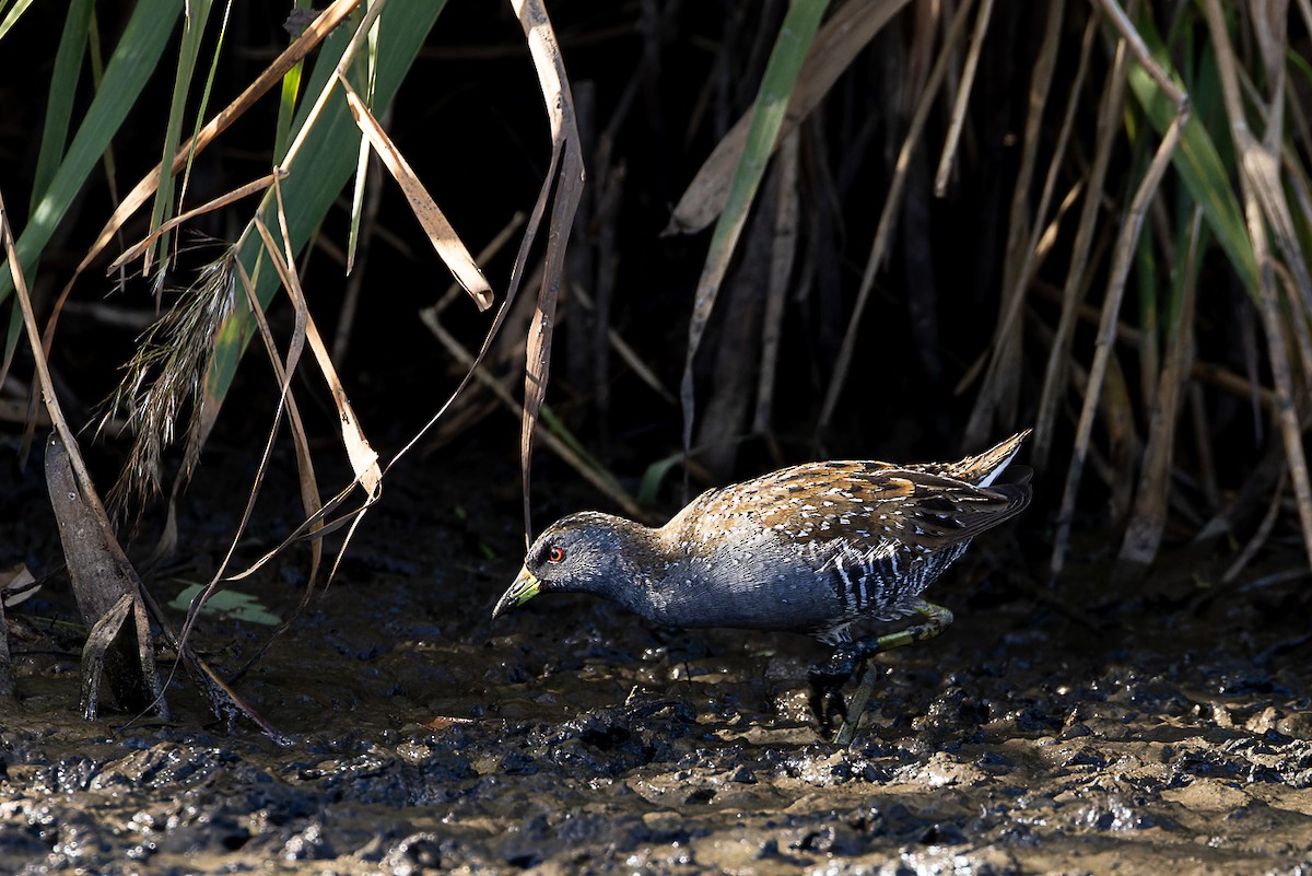 Australian Crake - ML561555331