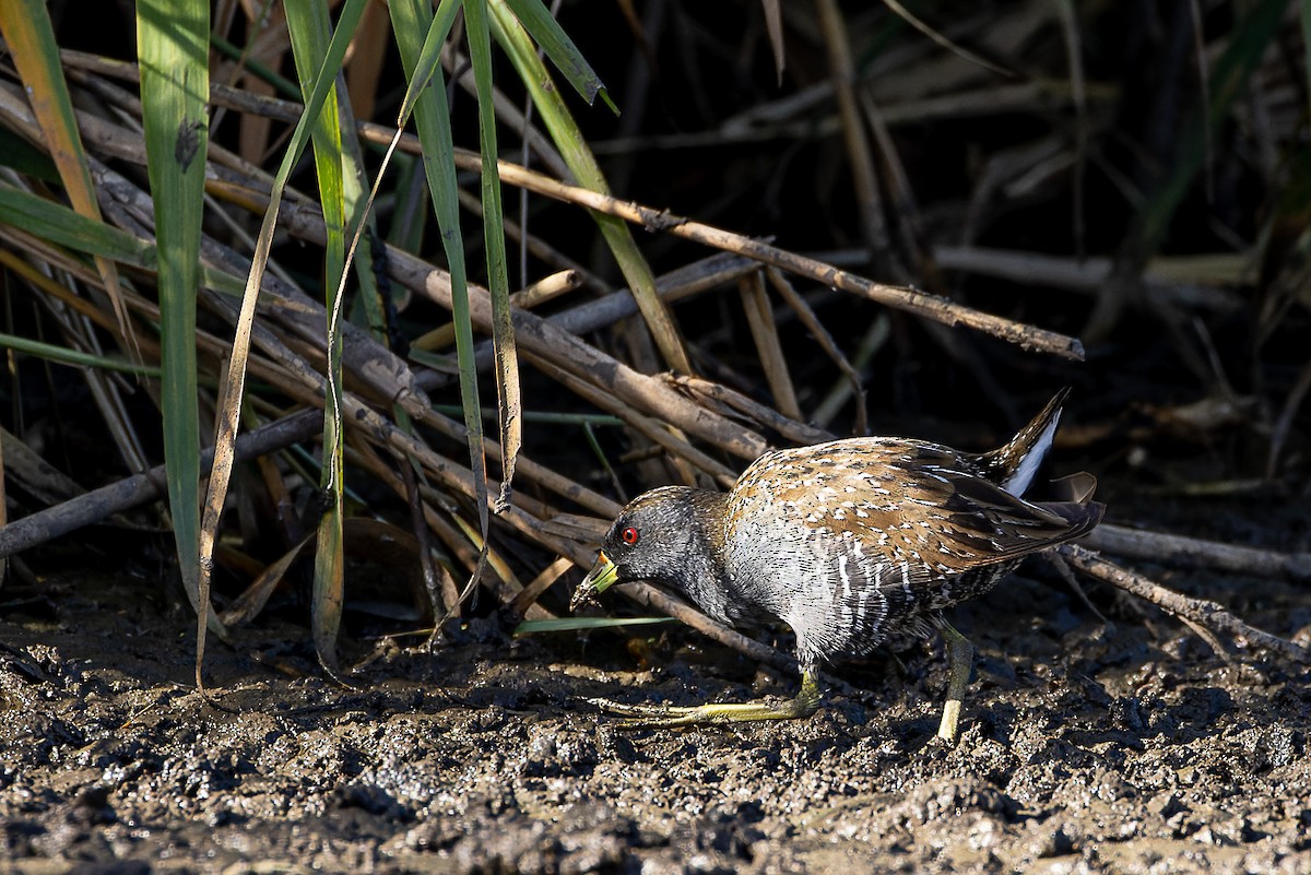 Australian Crake - ML561555341