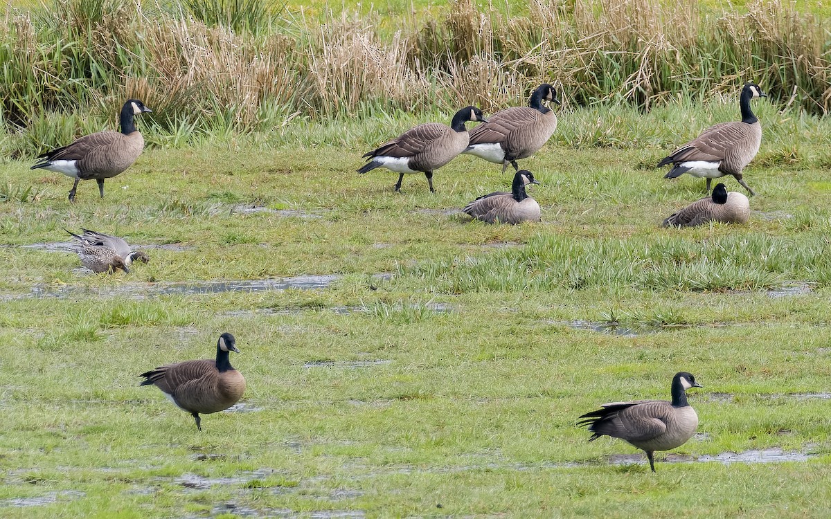 berneška malá (ssp. minima) - ML561556271