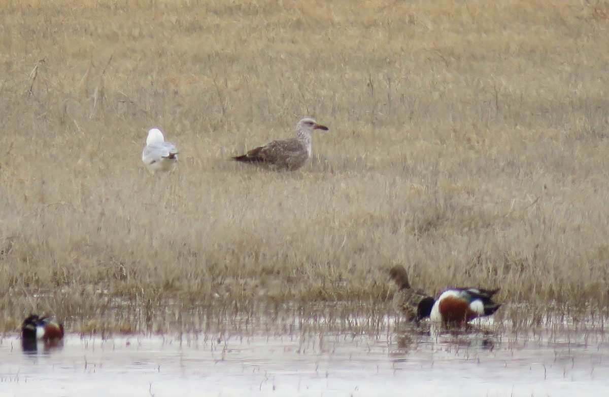 Herring Gull - ML561556511