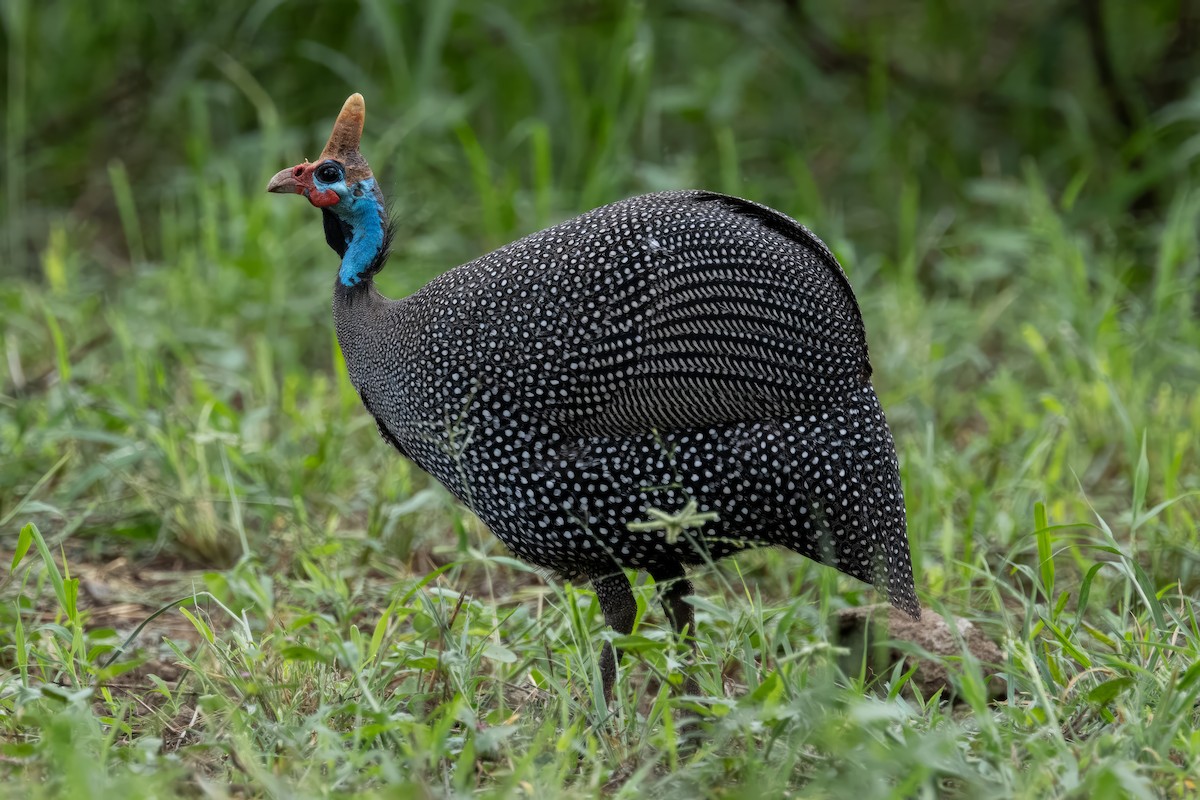 Helmeted Guineafowl - ML561557021