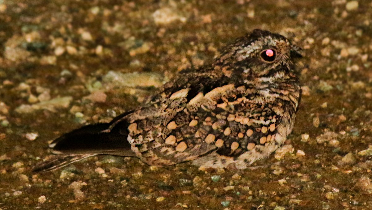 Scrub Nightjar - ML56155731