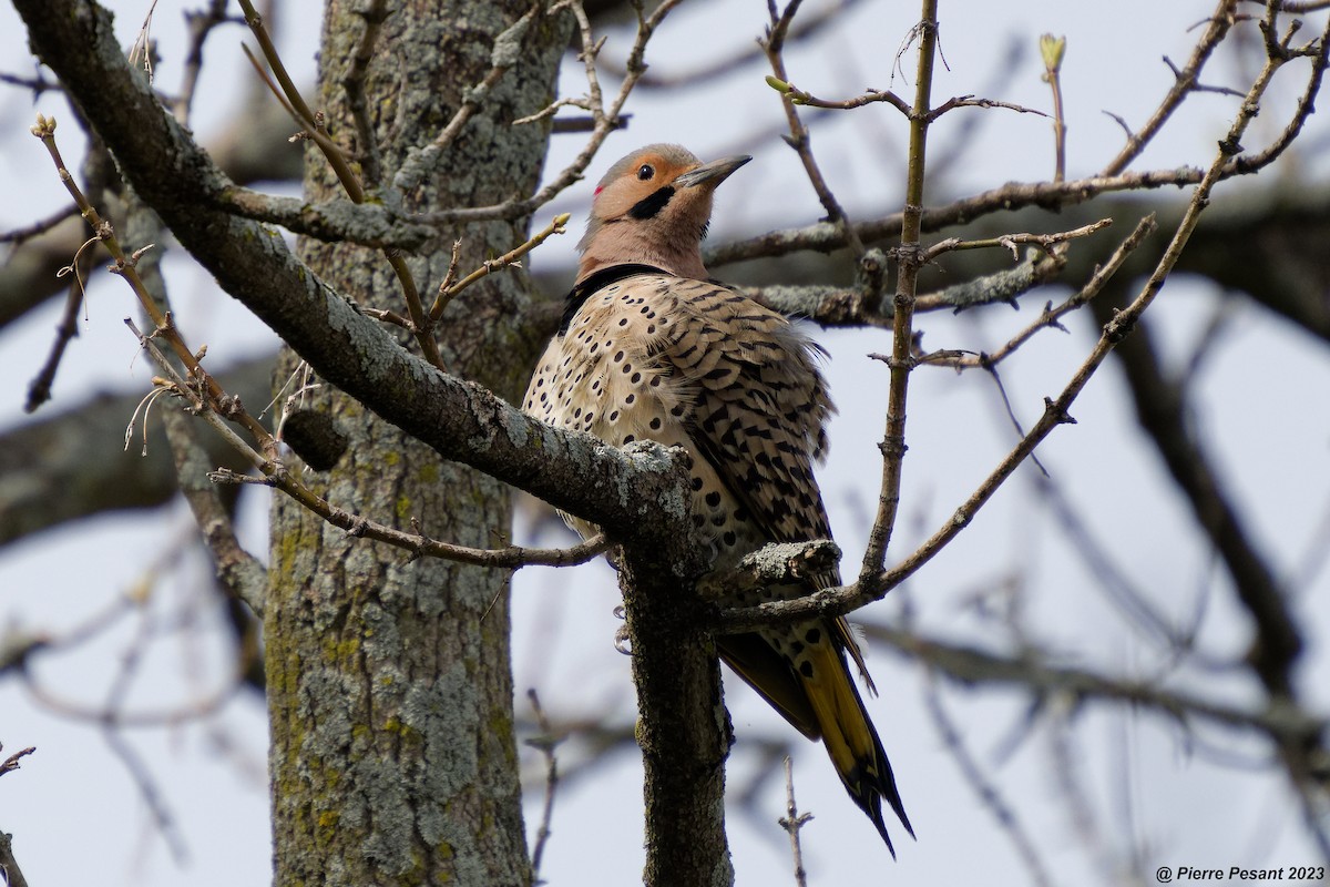 Northern Flicker - Pierre Pesant