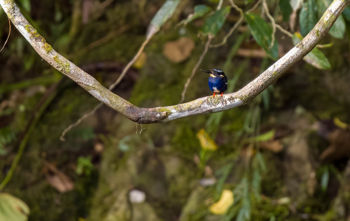 Northern Silvery-Kingfisher - Forest Botial-Jarvis