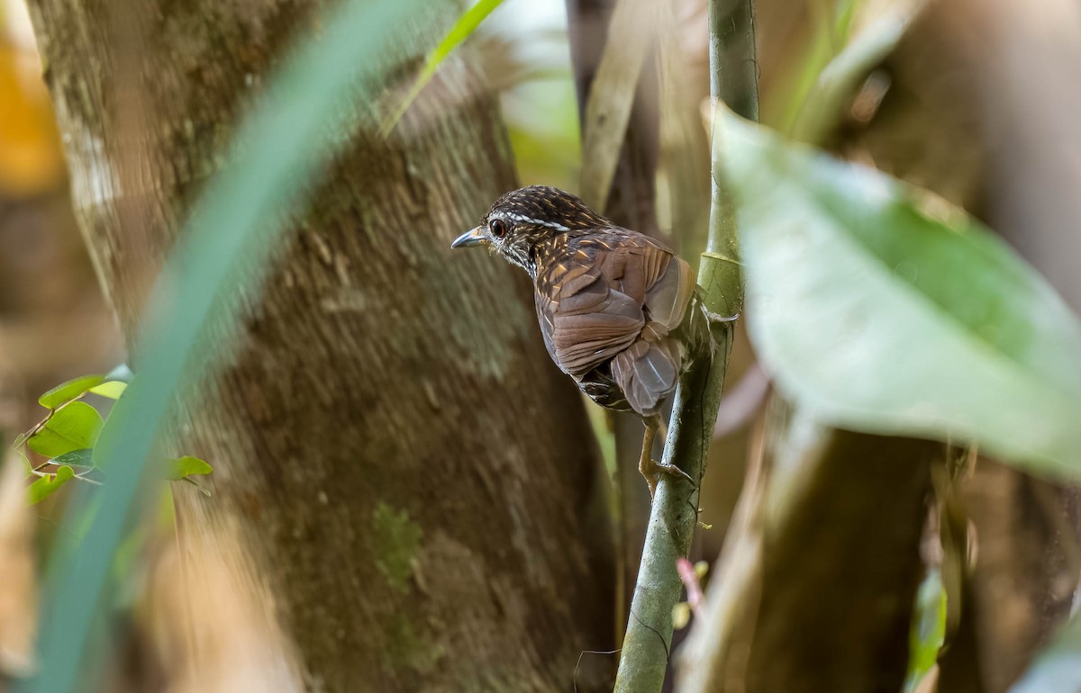 Striated Wren-Babbler (minuta/fortichi) - ML561557521