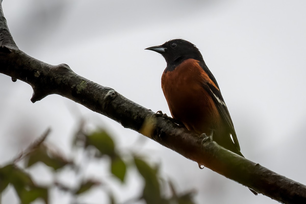 Orchard Oriole - ML561557691