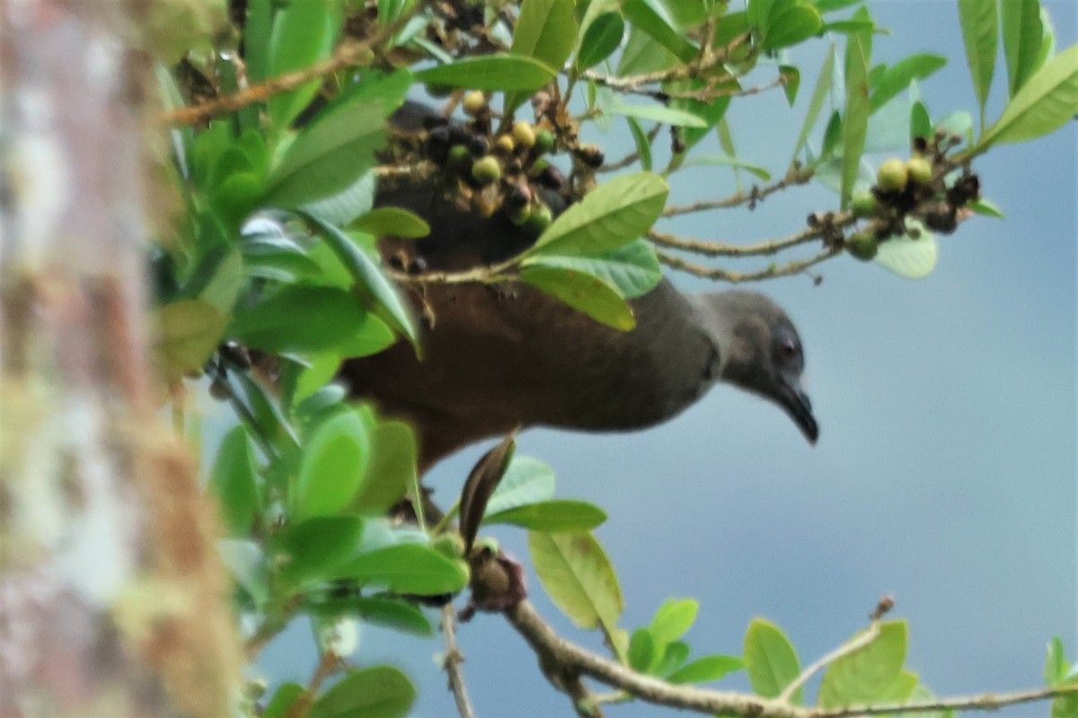 Sickle-winged Guan - ML561558031