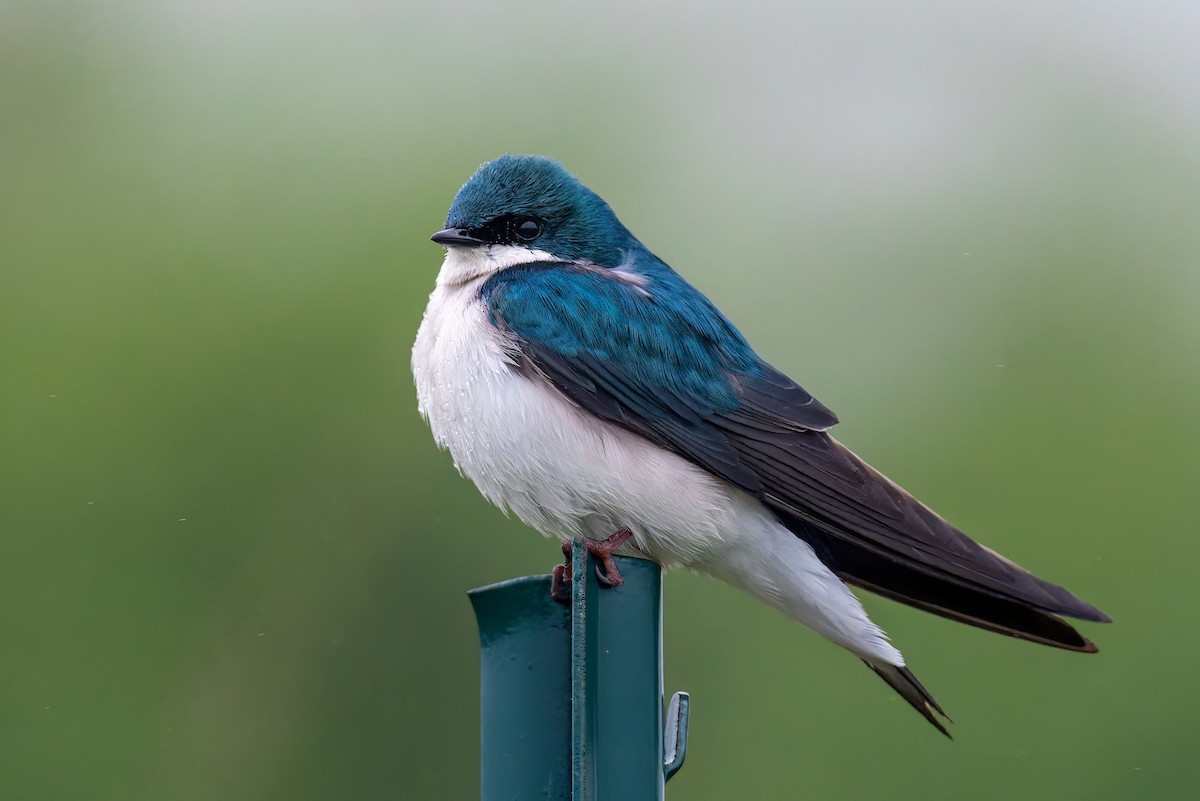 Tree Swallow - ML561558051