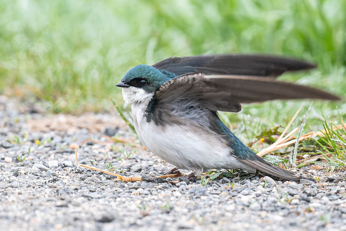 Tree Swallow - ML561558061