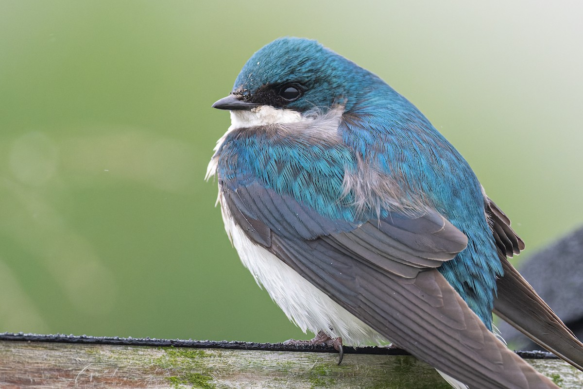 Tree Swallow - ML561558071