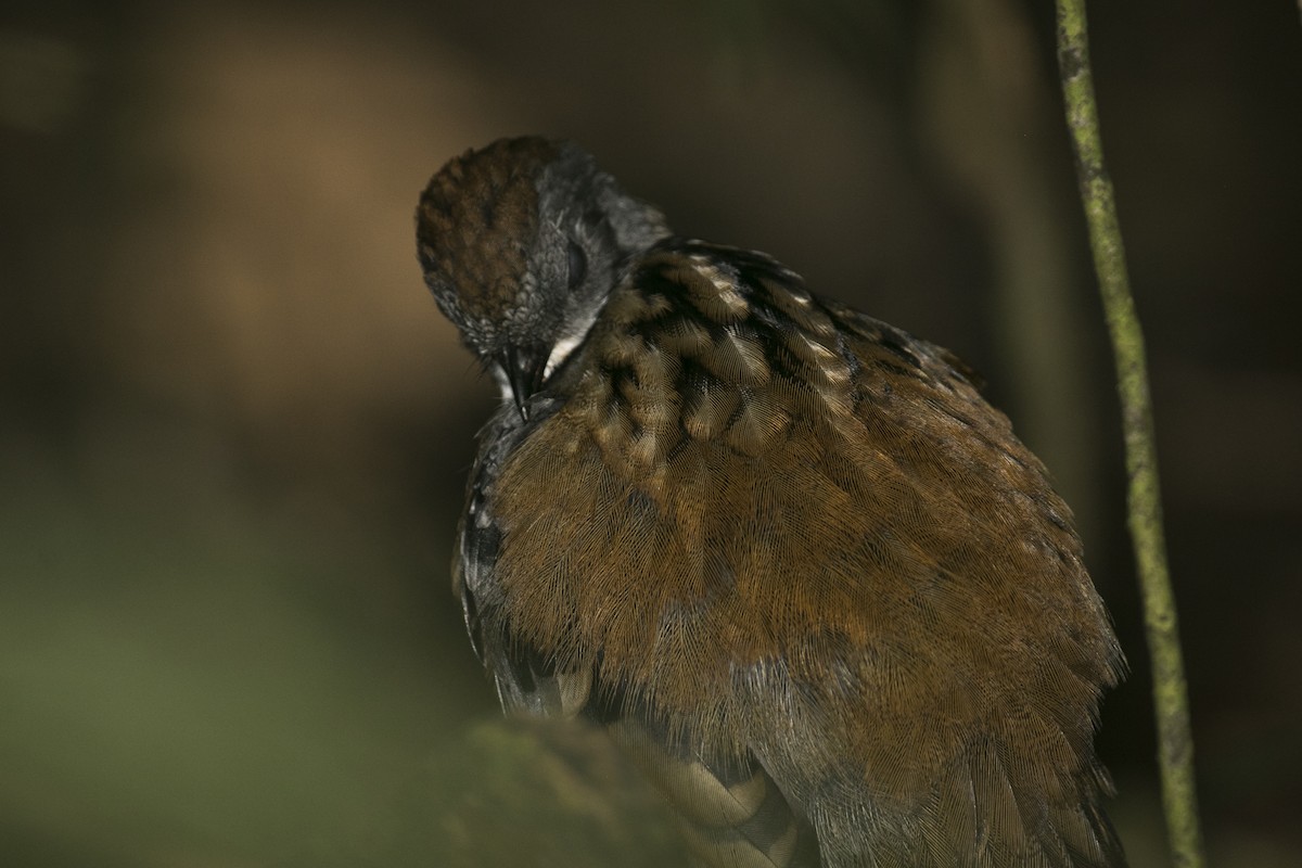 Australian Logrunner - ML561558321