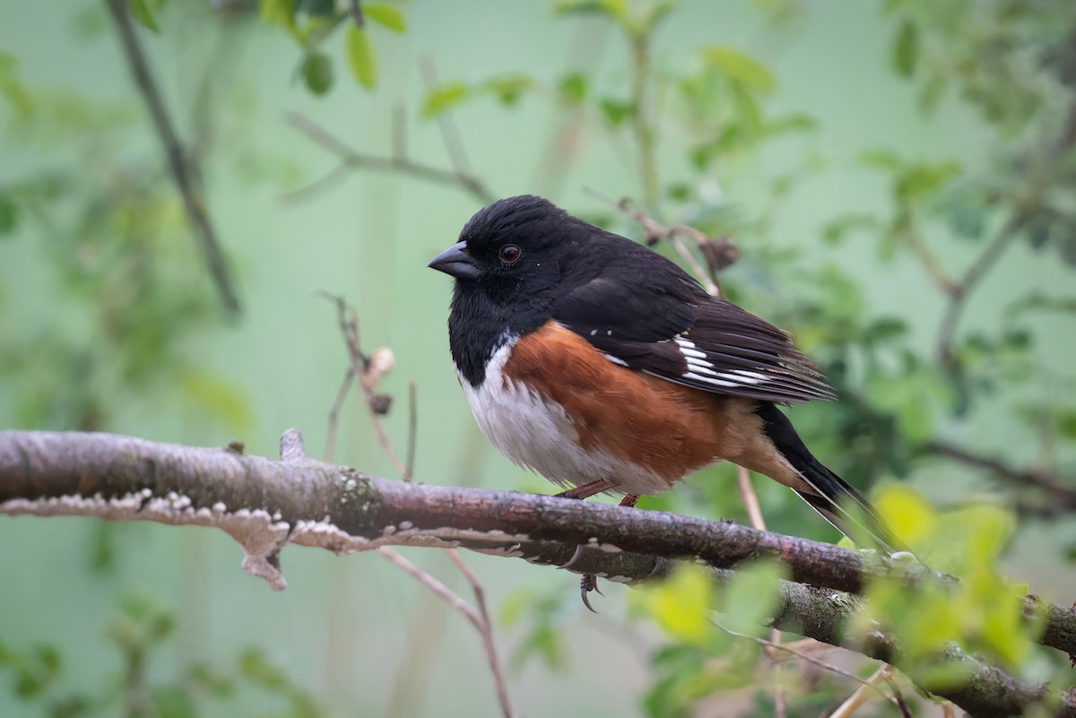 Eastern Towhee - ML561558341