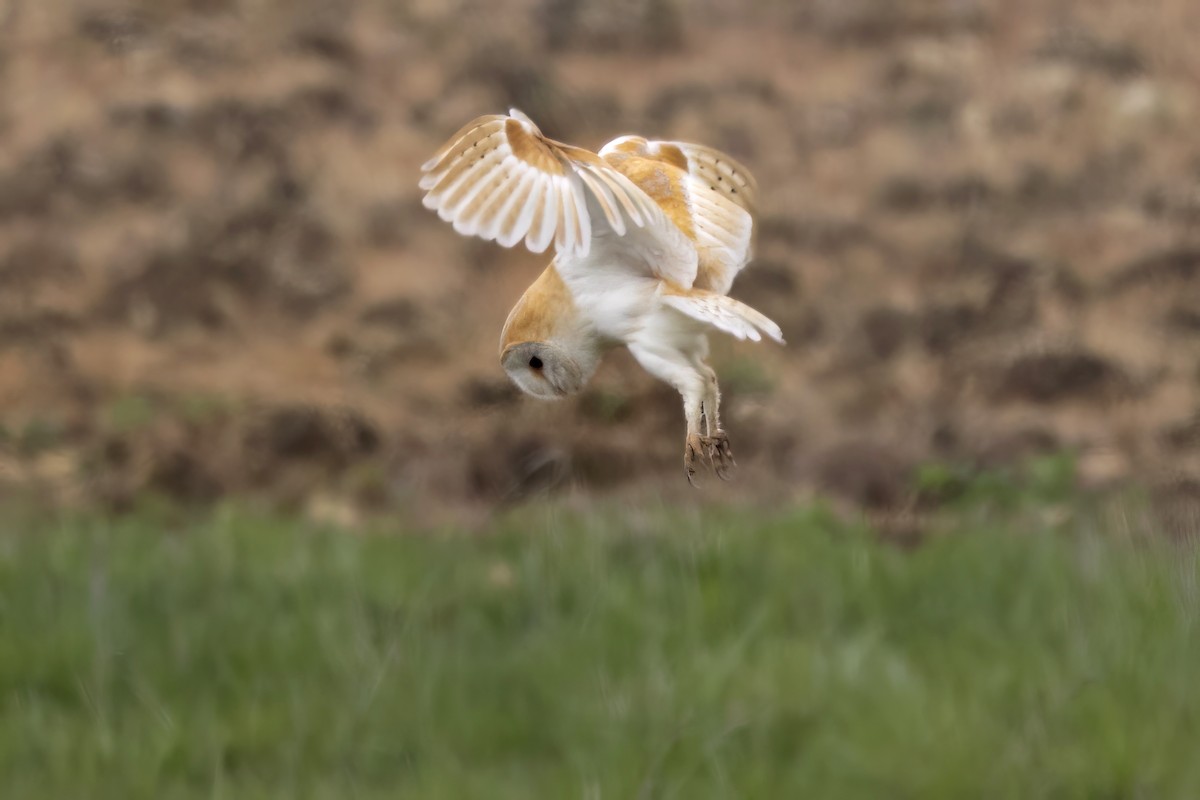 Western Barn Owl - ML561559531