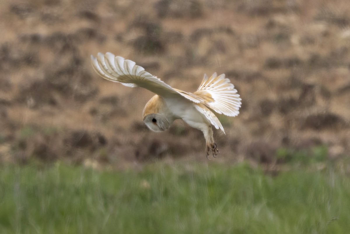 Western Barn Owl - ML561559541