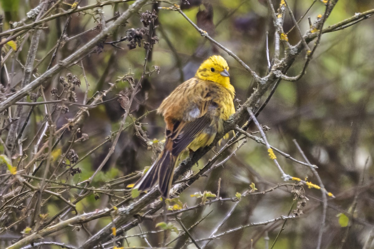 Yellowhammer - ML561559551
