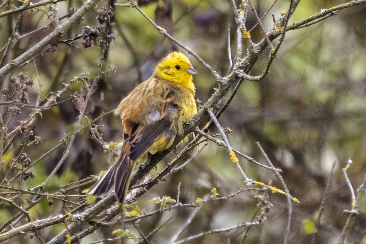 Yellowhammer - ML561559561