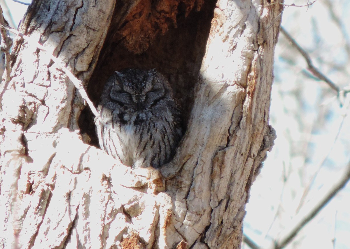 Western Screech-Owl - ML561559761