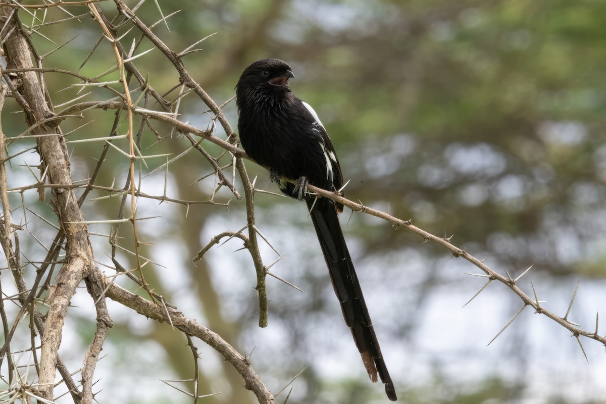 Magpie Shrike - ML561560051