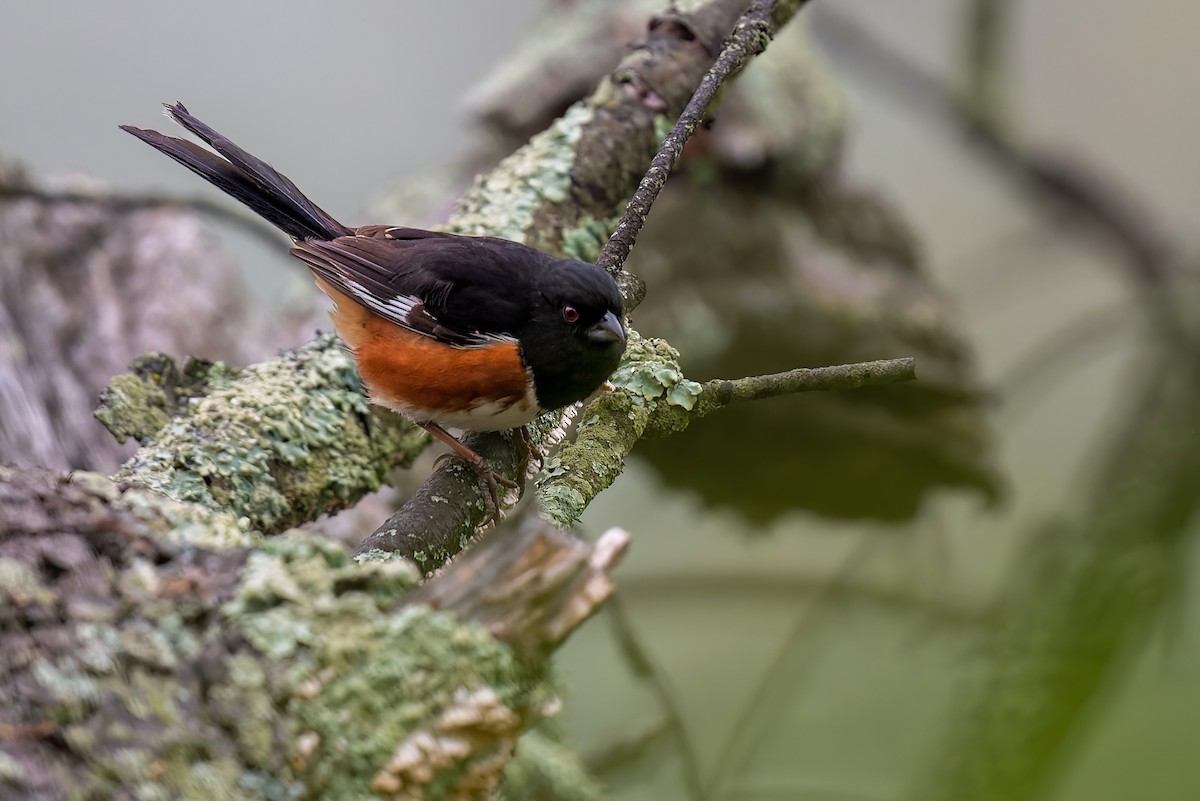 Eastern Towhee - Mitchell Goldfarb