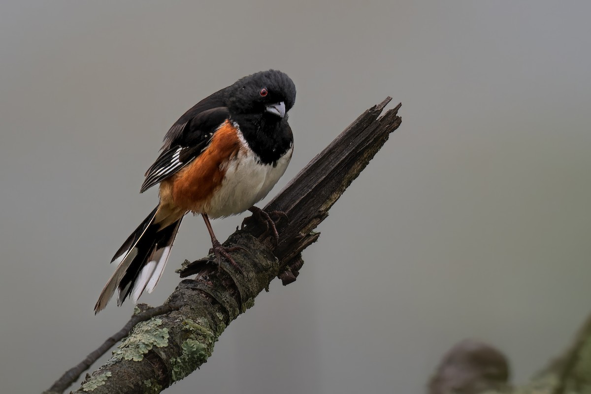 Eastern Towhee - ML561560541