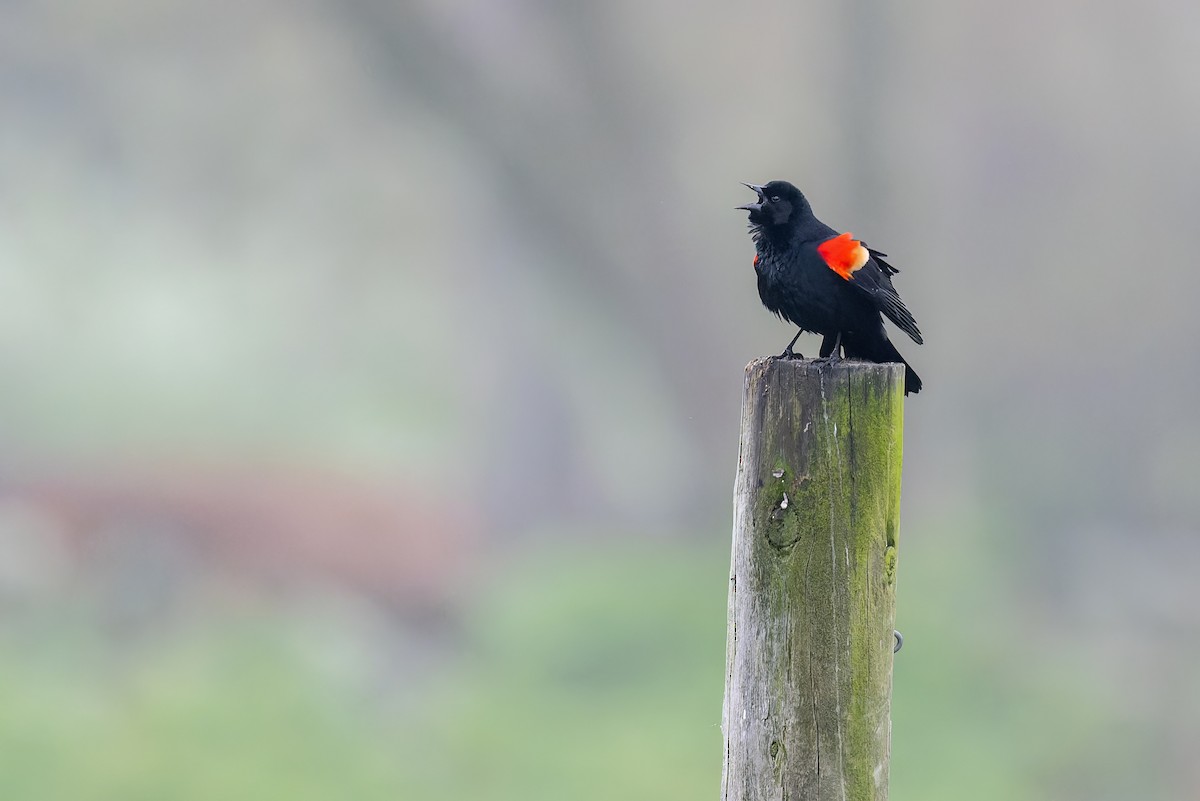 Red-winged Blackbird - ML561560671
