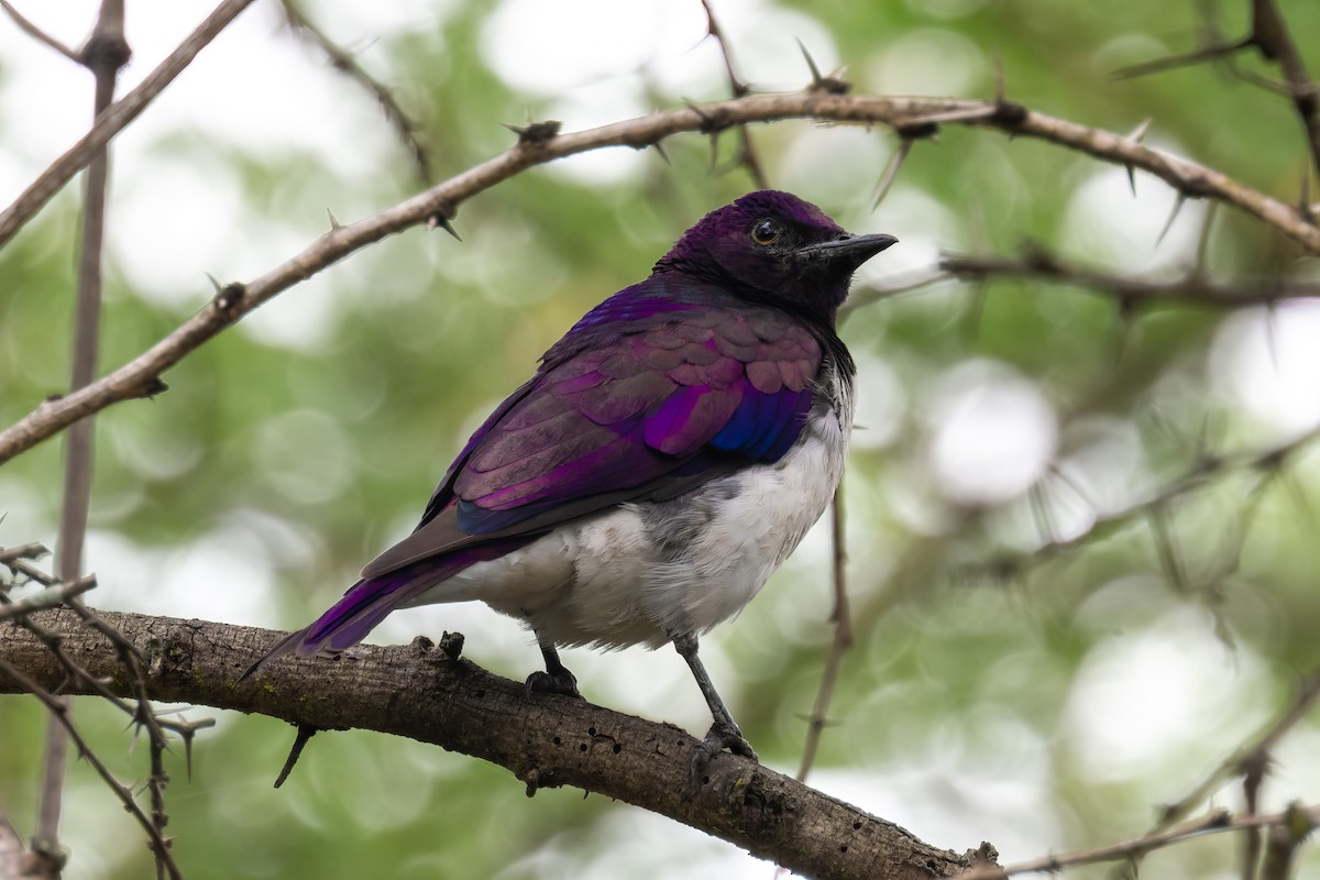 Violet-backed Starling - ML561560701