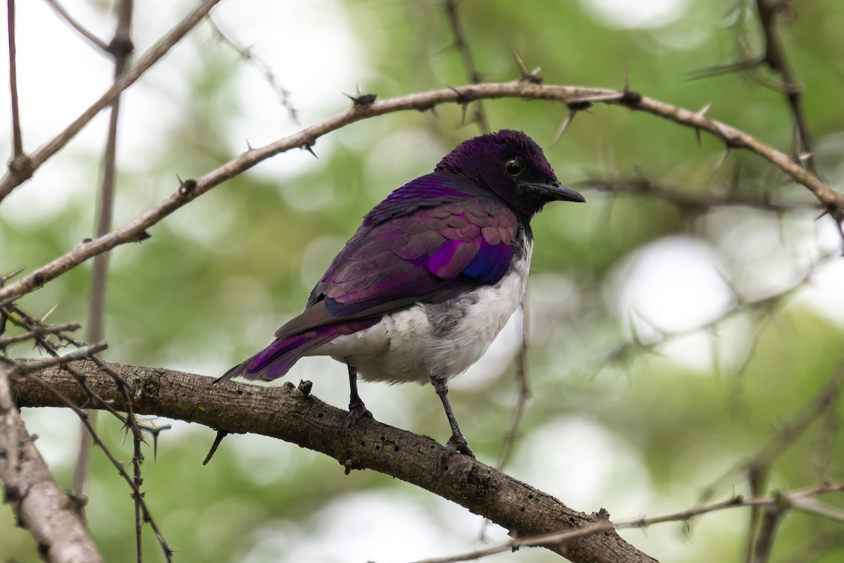 Violet-backed Starling - ML561560711